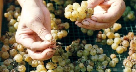 MOSCATO PASSITO DELLA VALLE BAGNARIO DI STREVI