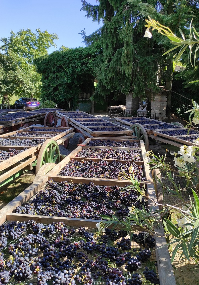 Moscato Passito della Valle di Bagnario di Strevi